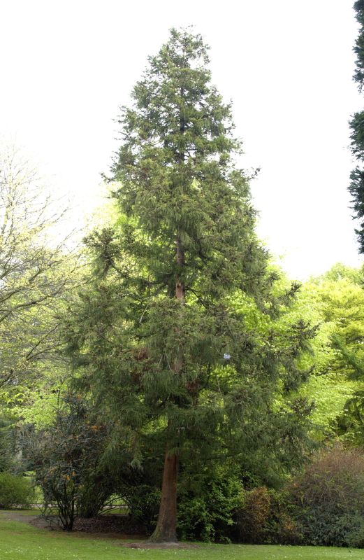 Sicheltanne - Cryptomeria japonica