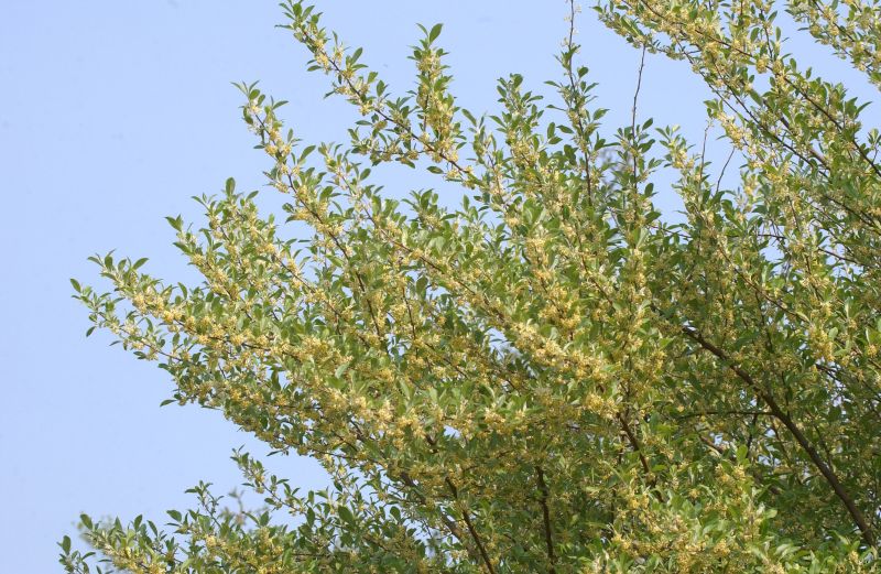 Silberölweide - Elaeagnus commutata