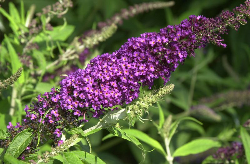 Sommerflieder 'African Queen' - Buddleja davidii 'African Queen'