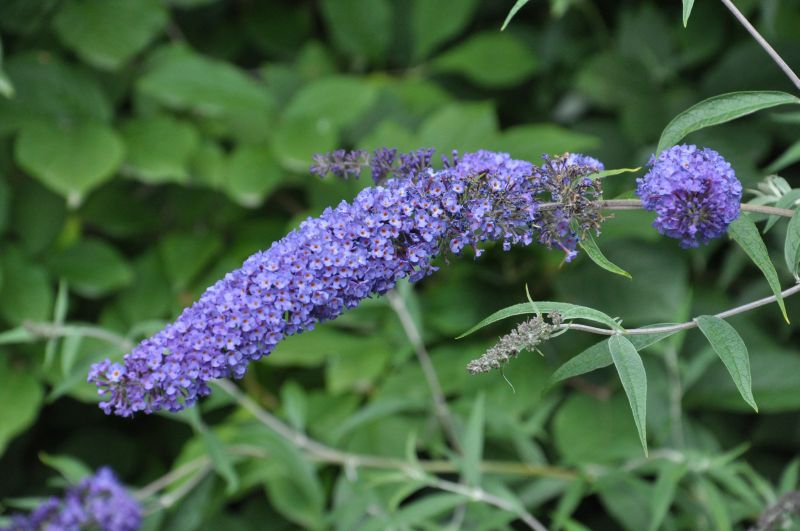 Sommerflieder 'Nanho Blue' - Buddleja davidii 'Nanho Blue'