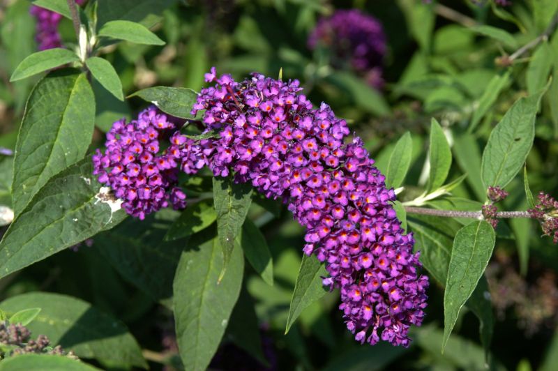 Sommerflieder 'Nanho Purple' - Buddleja davidii 'Nanho Purple'