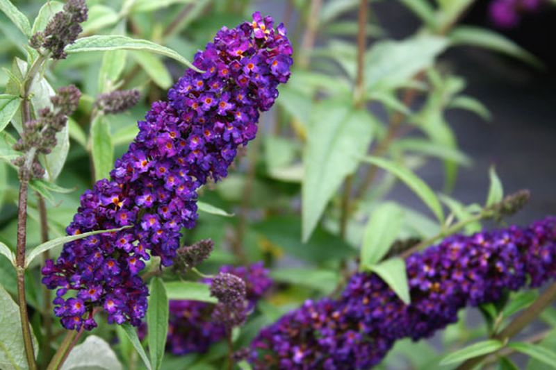 Sommerflieder / Schmetterlingsflieder 'Black Knight' - Buddleja davidii 'Black Knight'