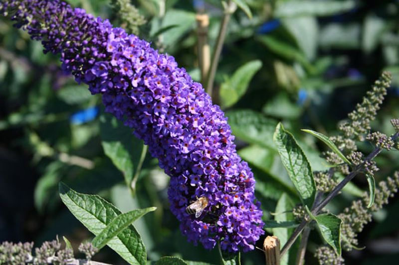 Sommerflieder / Schmetterlingsflieder 'Empire Blue' - Buddleja davidii 'Empire Blue'