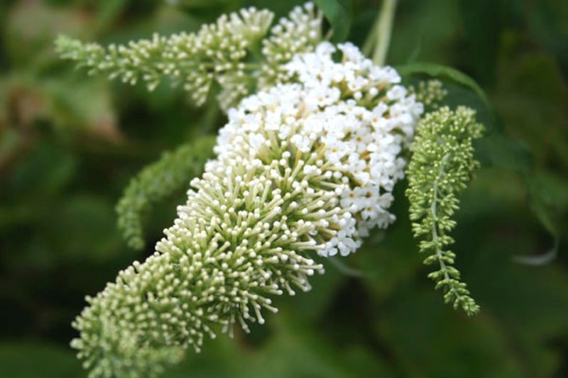 Sommerflieder / Schmetterlingsflieder 'Peace' - Buddleja 'Peace'