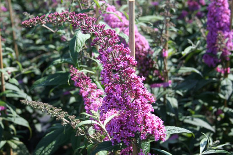 Sommerflieder / Schmetterlingsflieder 'Pink Delight' - Buddleja davidii 'Pink Delight'