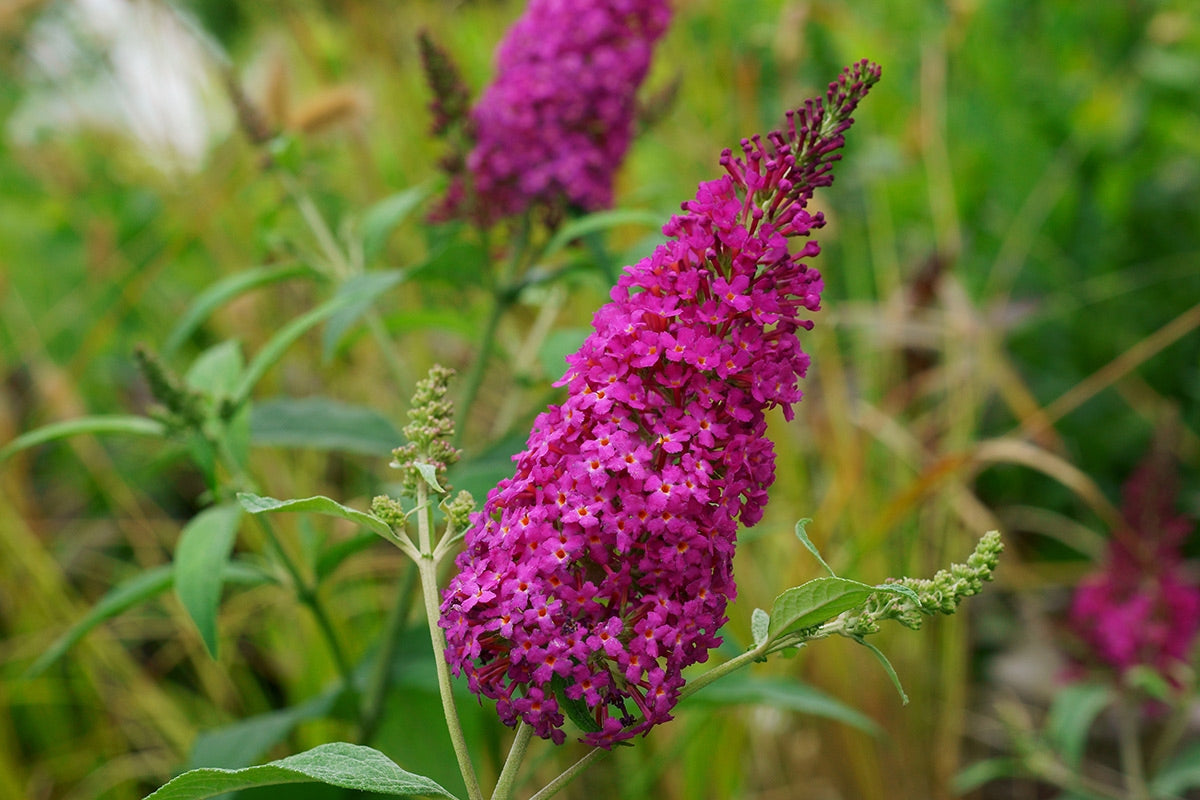 Sommerflieder / Schmetterlingsflieder 'Royal Red' - Buddleja davidii 'Royal Red'