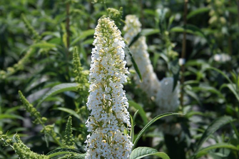 Sommerflieder 'White Profusion' - Buddleja 'White Profusion'