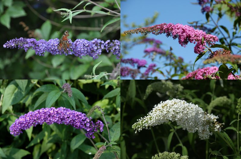 Sommerflieder in Sorten - Buddleja davidii in Sorten