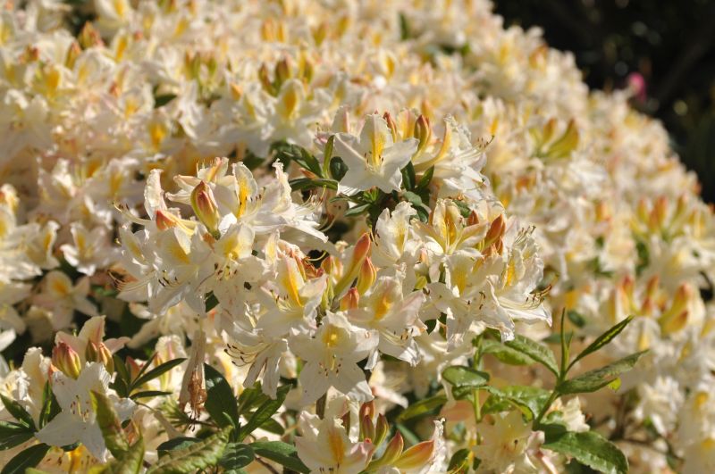 Sommergrüne Azalee 'Daviesii' - Rhododendron lut.'Daviesii'