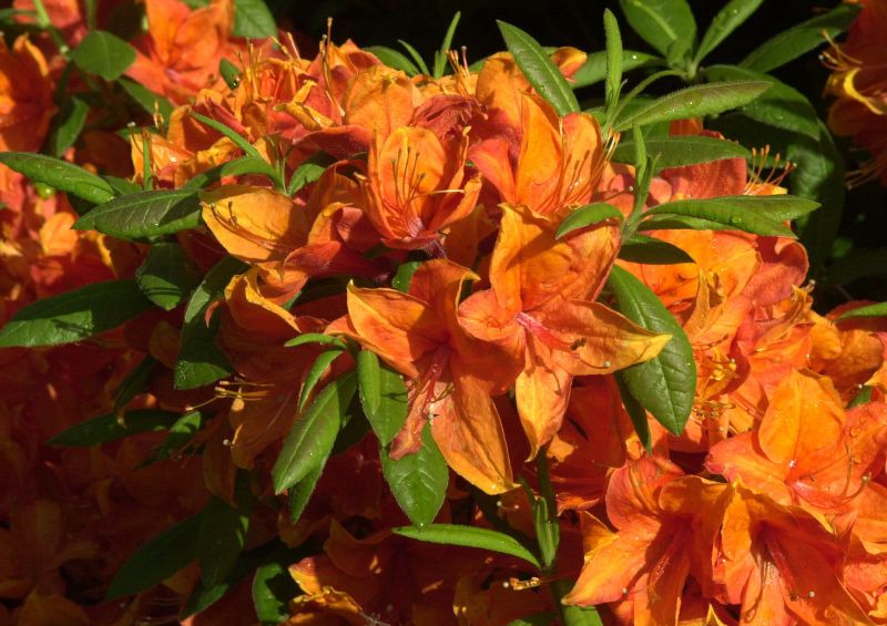 Sommergrüne Azalee 'Golden Eagle' - Rhododendron lut.'Golden Eagle'