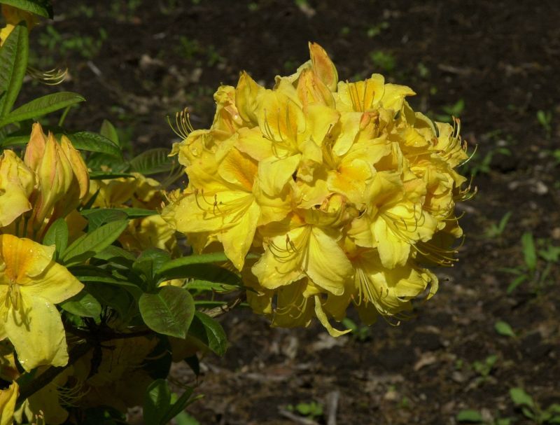 Sommergrüne Azalee 'Golden Sunset' - Rhododendron lut.'Golden Sunset'