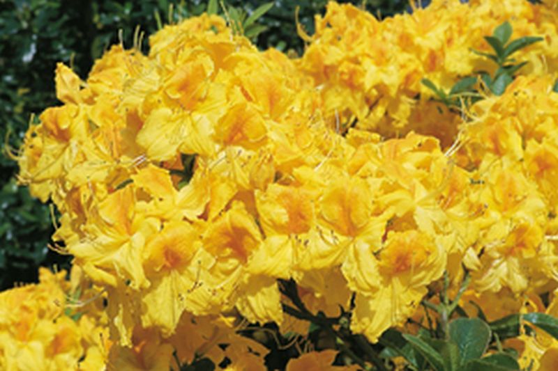 Sommergrüne Azalee 'Goldpracht' - Rhododendron luteum 'Goldpracht'