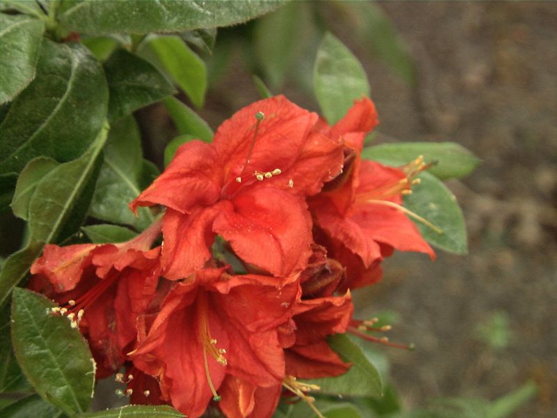 Sommergrüne Azalee 'Royal Command' - Rhododendron lut.'Royal Command'