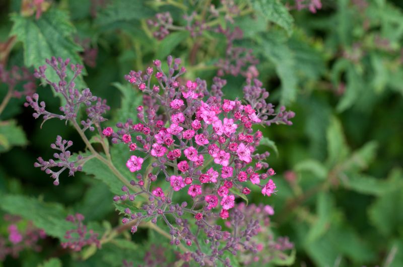 Sommerspiere 'Crispa' - Spiraea japonica 'Crispa'