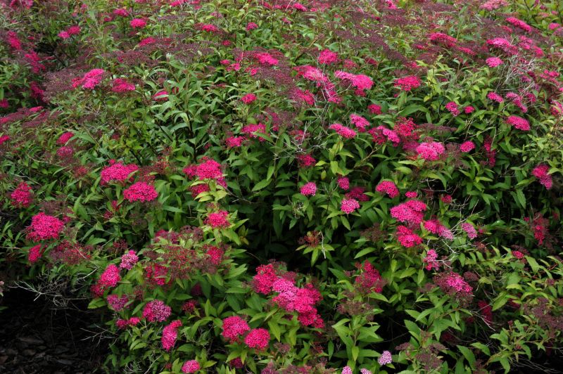 Sommerspiere 'Dart's Red' - Spiraea japonica 'Dart's Red'