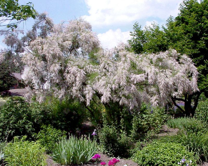 Sommertamariske - Tamarix ramosissima