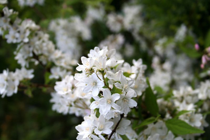 Sparrige Prunkspiere - Exochorda racemosa