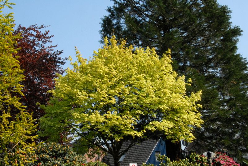 Spitzahorn 'Drummondii' - Acer platanoides 'Drummondii'