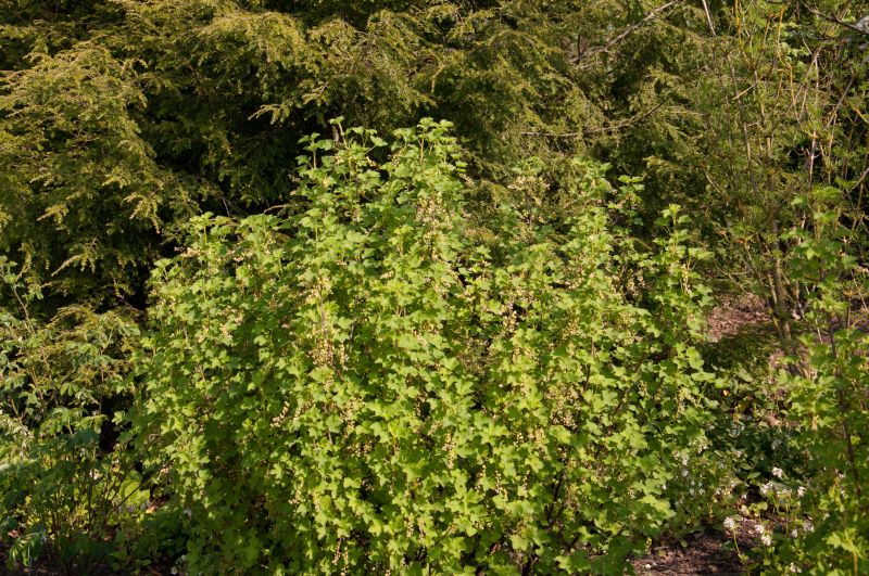 Stachelbeere 'Hinnonmäki rot' - Ribes uva-crispa 'Hinnonmäki rot' zert.vf