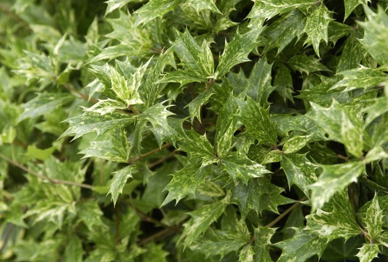 Stachelblättrige Duftblüte 'Variegatus' - Osmanthus heterophyllus 'Variegatus'