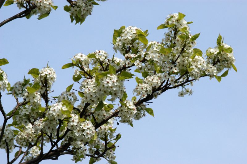 Stadtbirne 'Chanticleer' - Pyrus calleryana 'Chanticleer' CAC