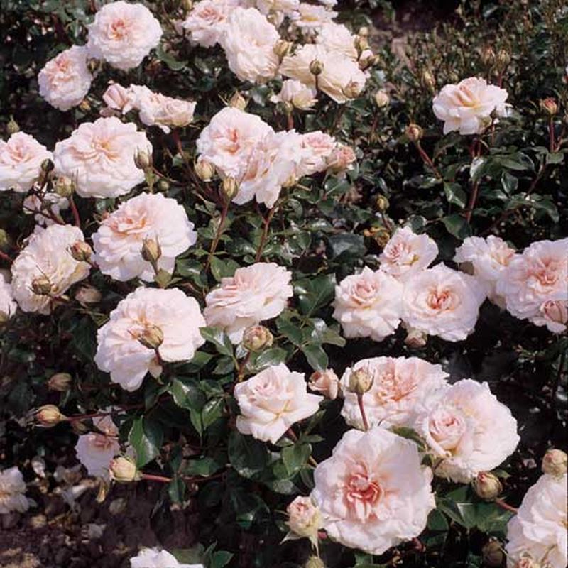 Stauchrose 'Bremer Stadtmusikanten' ® - Rosa 'Bremer Stadtmusikanten' ® STR