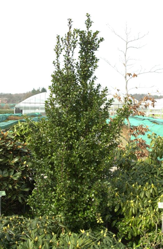 Stechpalme 'Heckenstar' -S- - Ilex meserveae 'Heckenstar' -S-