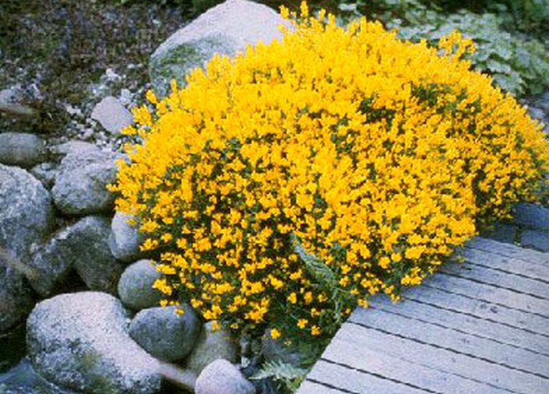 Steinginster - Genista lydia