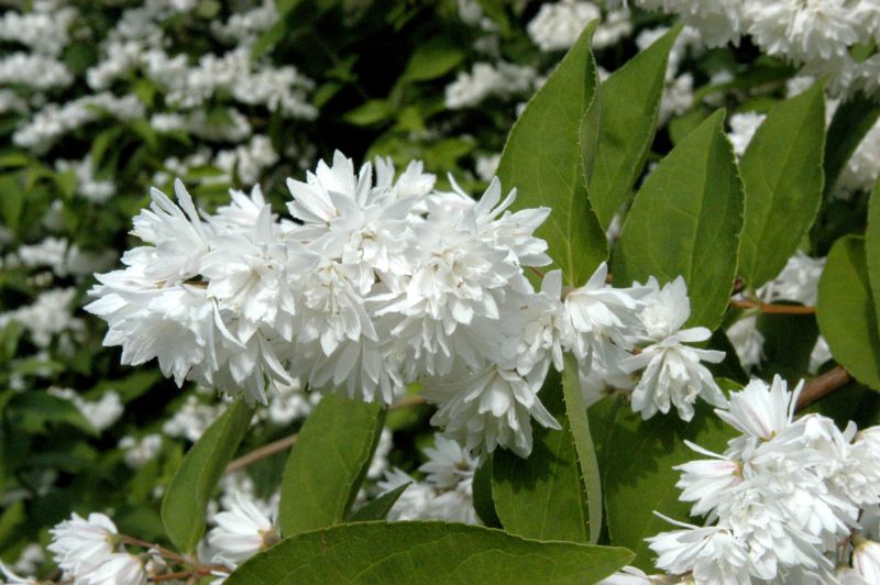 Sternchenstrauch 'Pride of Rochester' - Deutzia scabra 'Pride of Rochester'