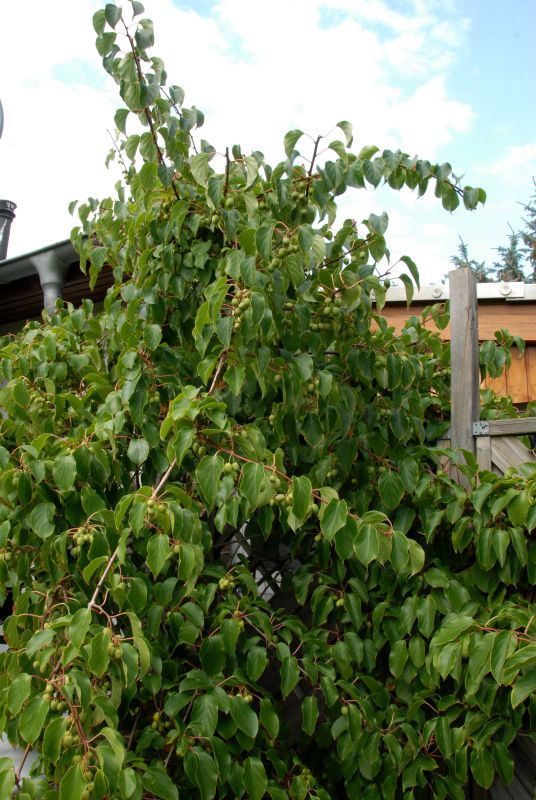 Strahlengriffel, Mini-Kiwi - Actinidia arguta
