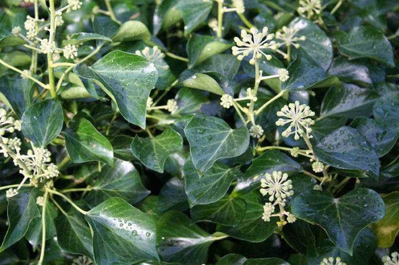 Strauch-Efeu 'Arborescens' - Hedera helix 'Arborescens'