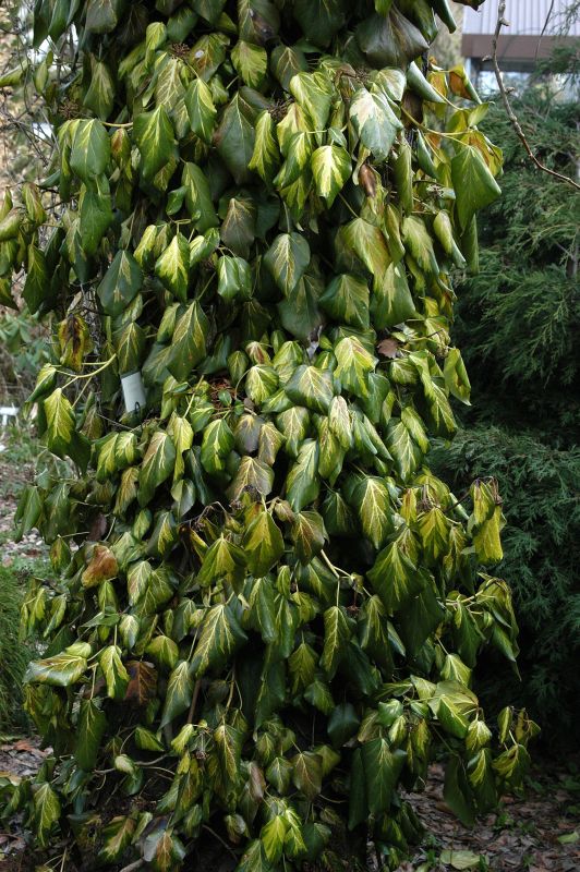 Strauch-Efeu 'Sulphur Heart' - Hedera colchica 'Sulphur Heart'