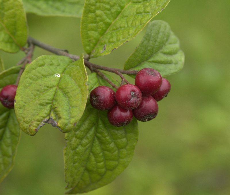 Strauchmispel - Cotoneaster bullatus