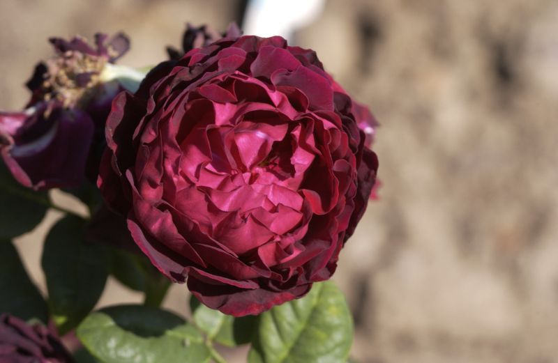 Strauchrose 'Astrid Gräfin von Hardenberg' - Rosa 'Astrid Gräfin von Hardenberg' STR
