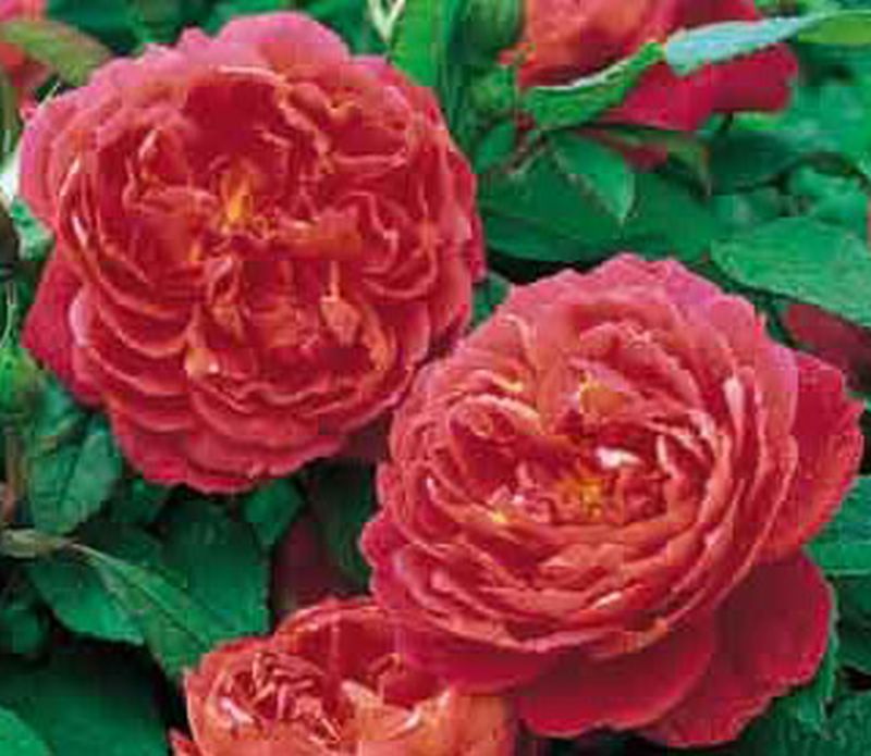 Strauchrose 'Benjamin Britten' ® - Rosa 'Benjamin Britten' ® STR