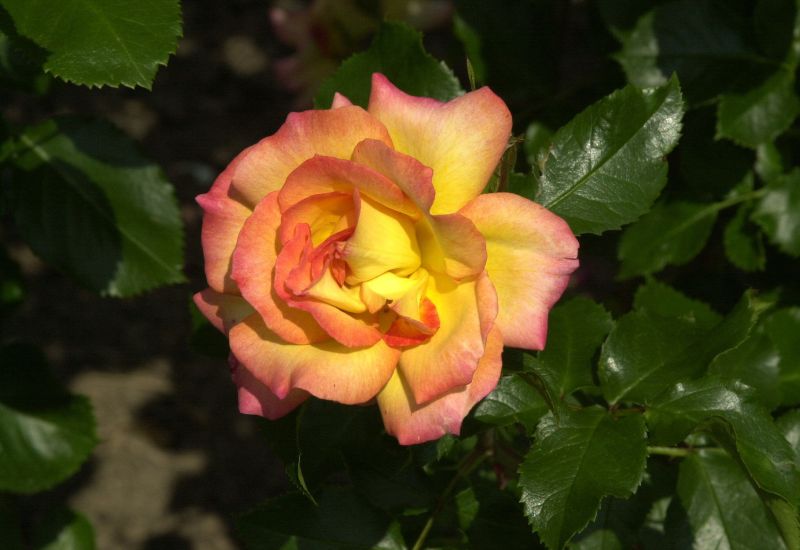 Strauchrose 'Bonanza' ® - Rosa 'Bonanza' ® STR