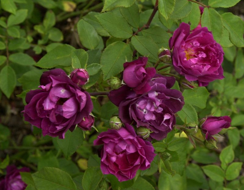 Strauchrose 'Cardinal Hume' ® - Rosa 'Cardinal Hume' ® STR