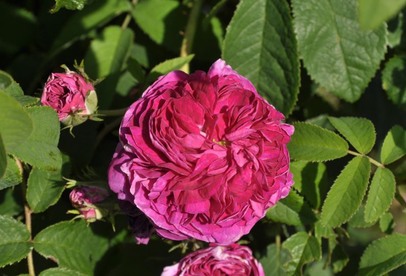 Strauchrose 'Charles de Mills' - Rosa 'Charles de Mills' STR