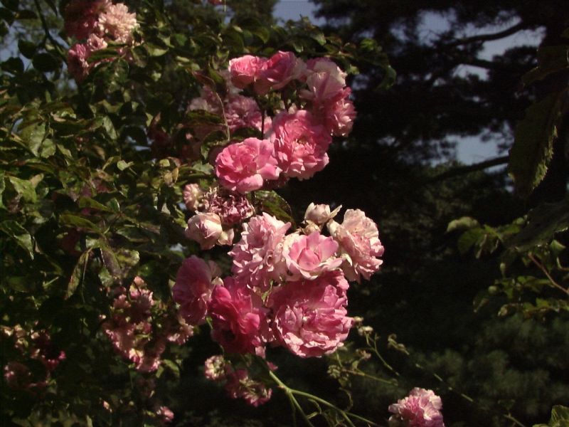 Strauchrose 'Cinderella' ® - Rosa 'Cinderella' ® STR