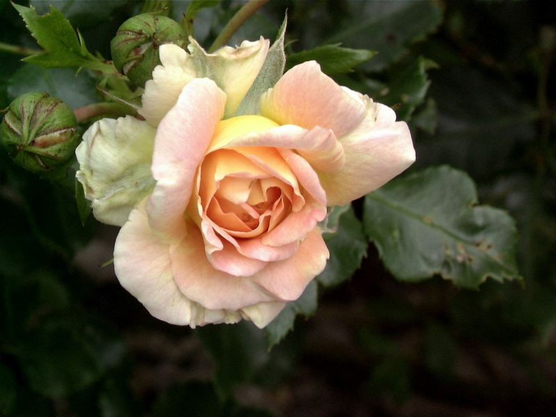 Strauchrose 'Concerto 94' ® - Rosa 'Concerto 94' ® STR