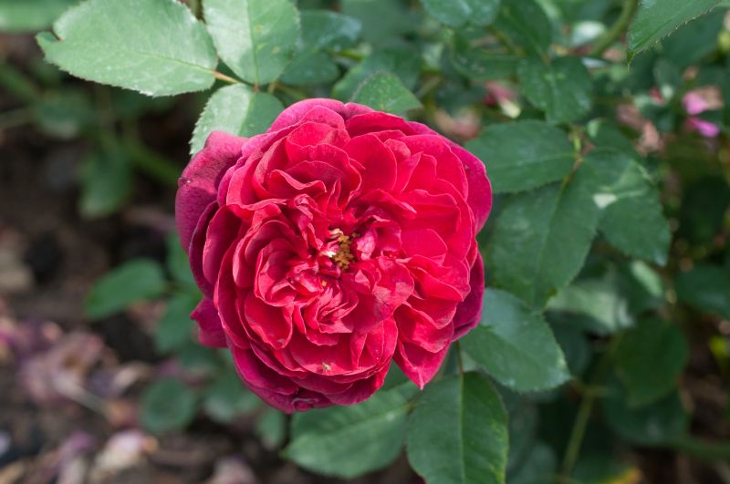 Strauchrose 'Darcey Bussell' ® - Rosa 'Darcey Bussell' ® STR