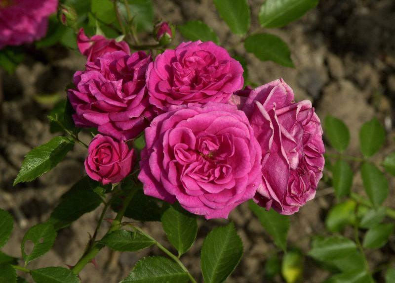 Strauchrose 'Elmshorn' - Rosa 'Elmshorn' STR