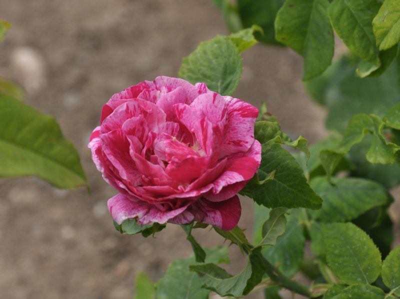 Strauchrose 'Ferdinand Pichard' - Rosa 'Ferdinand Pichard' STR