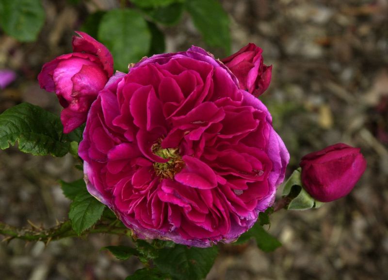 Strauchrose 'Fisherman's Friend' - Rosa 'Fisherman's Friend' STR