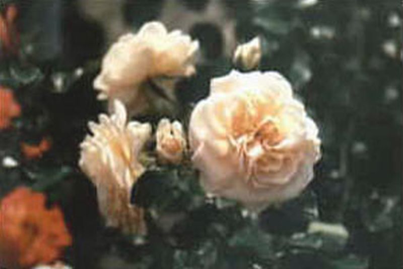 Strauchrose 'Ghislaine de Feligonde' - Rosa 'Ghislaine de Feligonde' STR