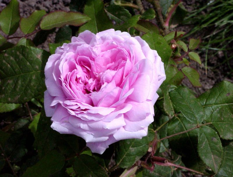 Strauchrose 'Jacques Cartier' - Rosa 'Jacques Cartier' STR