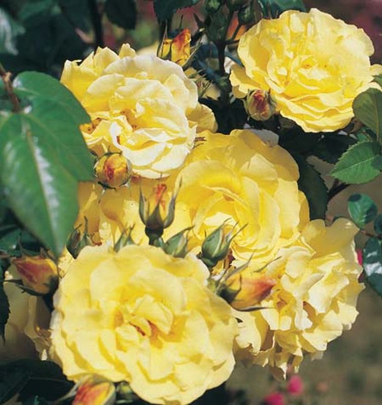 Strauchrose 'Lichtkönigin Lucia' ® - Rosa 'Lichtkönigin Lucia' ® STR