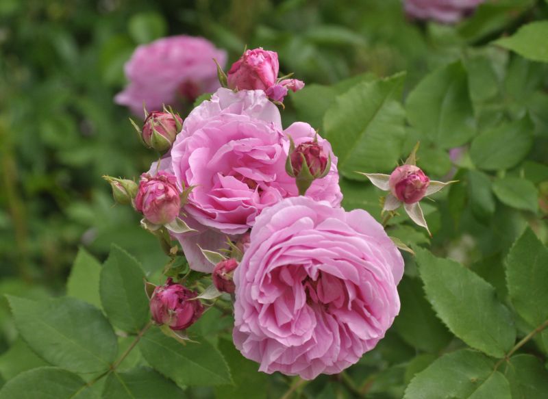 Strauchrose 'Louise Odier' - Rosa 'Louise Odier' STR