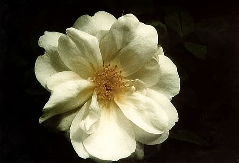 Strauchrose 'Nevada' - Rosa moyesii 'Nevada' STR