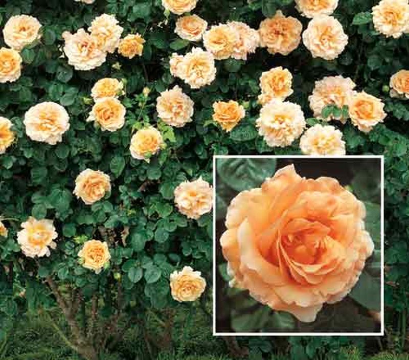 Strauchrose 'Polka' ® - Rosa 'Polka' ® STR